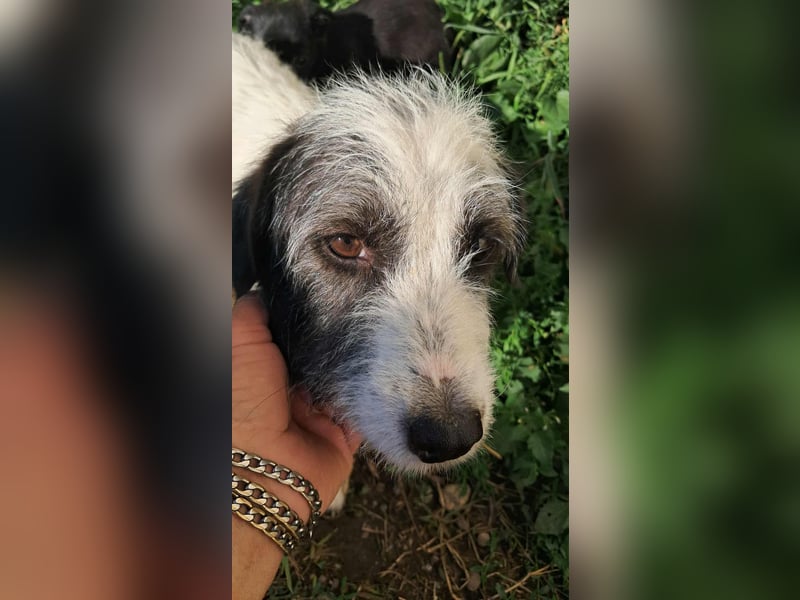 Gisela-Zuckermaus sucht Körbchen!