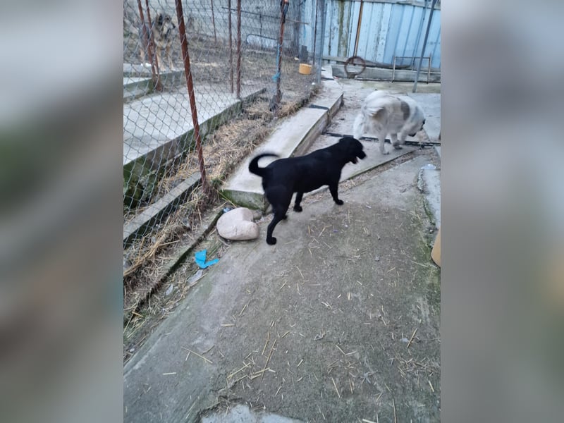 Liebevolle Fellmaus Vania sucht liebe Menschen