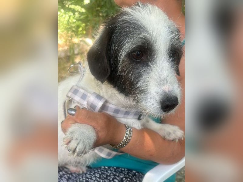 Gisela-Zuckermaus sucht Körbchen!