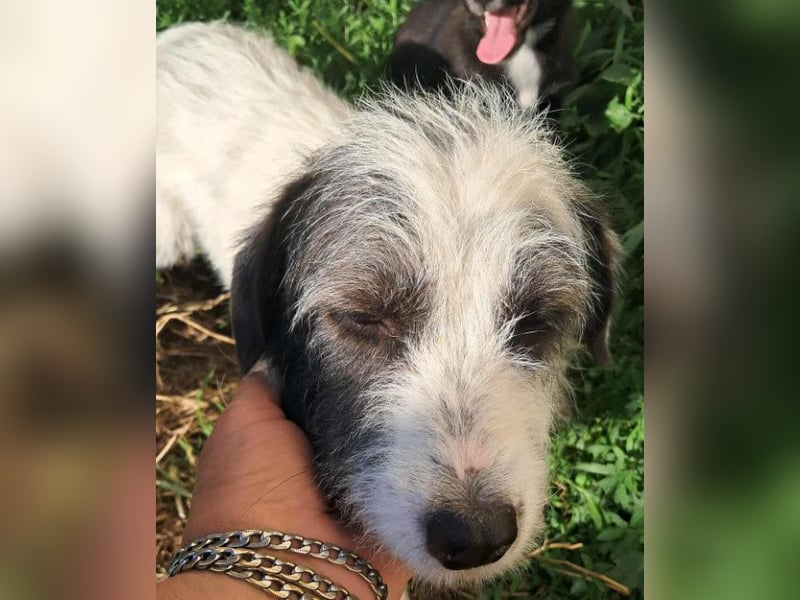 Gisela-Zuckermaus sucht Körbchen!