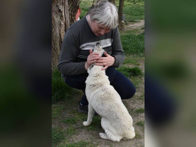 Liv - Schatz auf 4 Pfoten