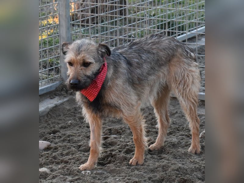 Cilla - Überlebenskünstlerin