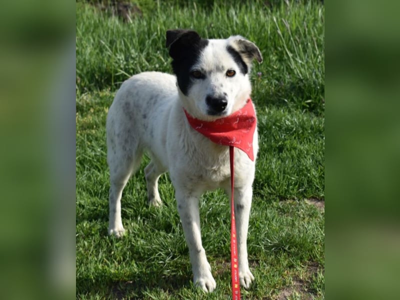 Liv - Schatz auf 4 Pfoten