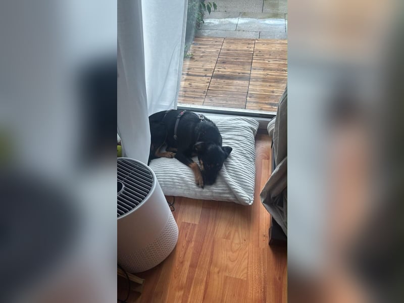 Ophelia sucht ein neues Zuhause! (Aufenthalt in Schleswig Holstein)