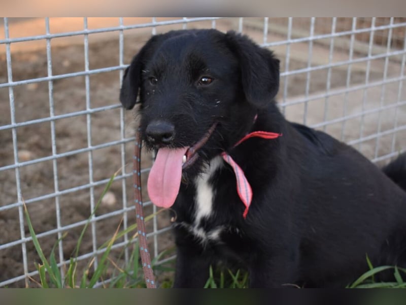 Sylvester - lieber Hundejunge
