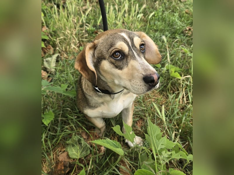 Dion - fast ein Schneehase