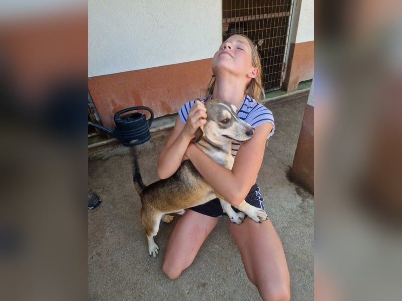 Dion - fast ein Schneehase