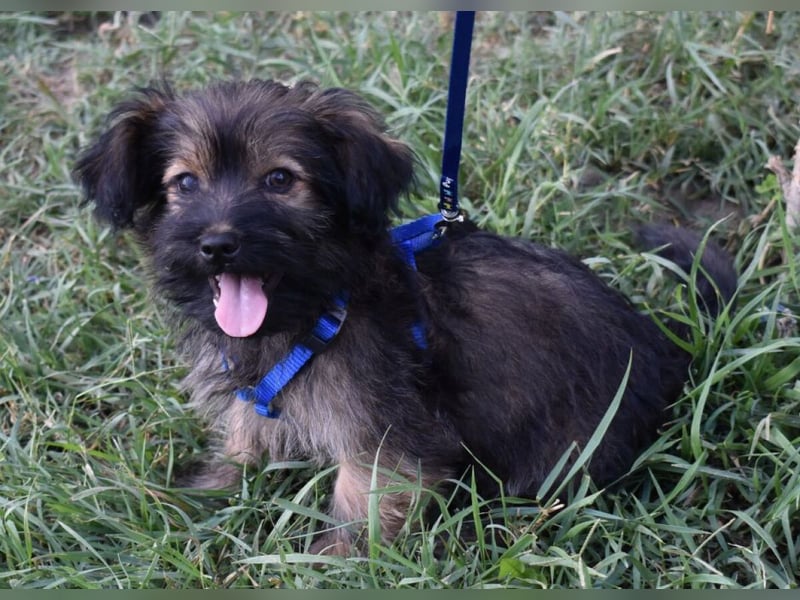 Flynn sucht liebevolles Zuhause