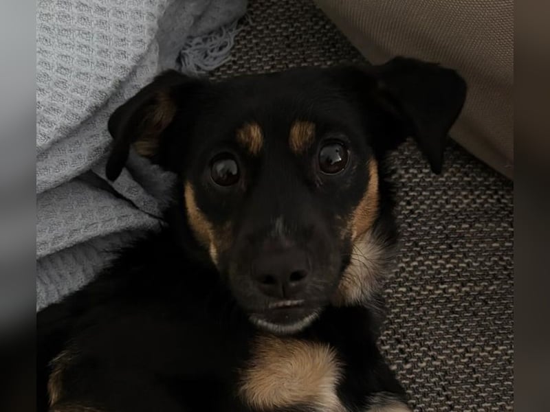 Ophelia sucht ein neues Zuhause! (Aufenthalt in Schleswig Holstein)