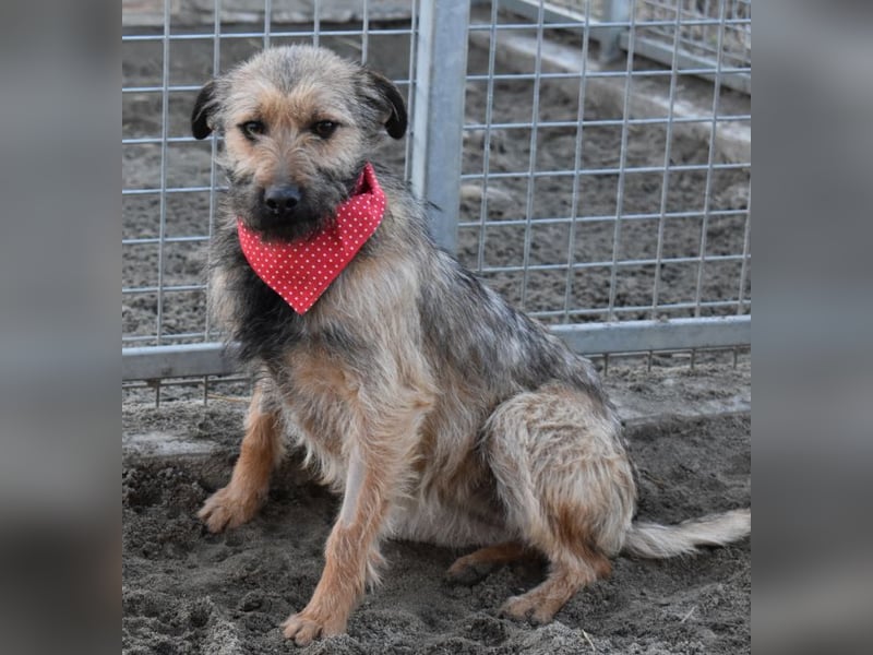 Cilla - Überlebenskünstlerin