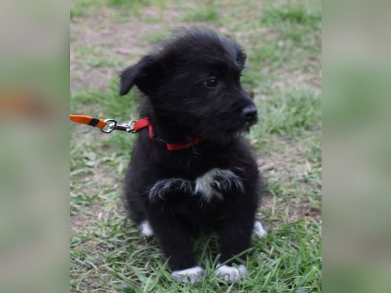 Dorie vom Welpenquartett