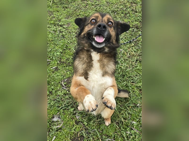 Marcello - Traumhund sucht Zuhause