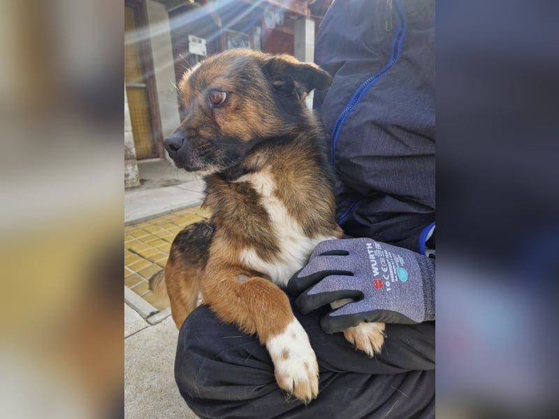 Marcello - Traumhund sucht Zuhause