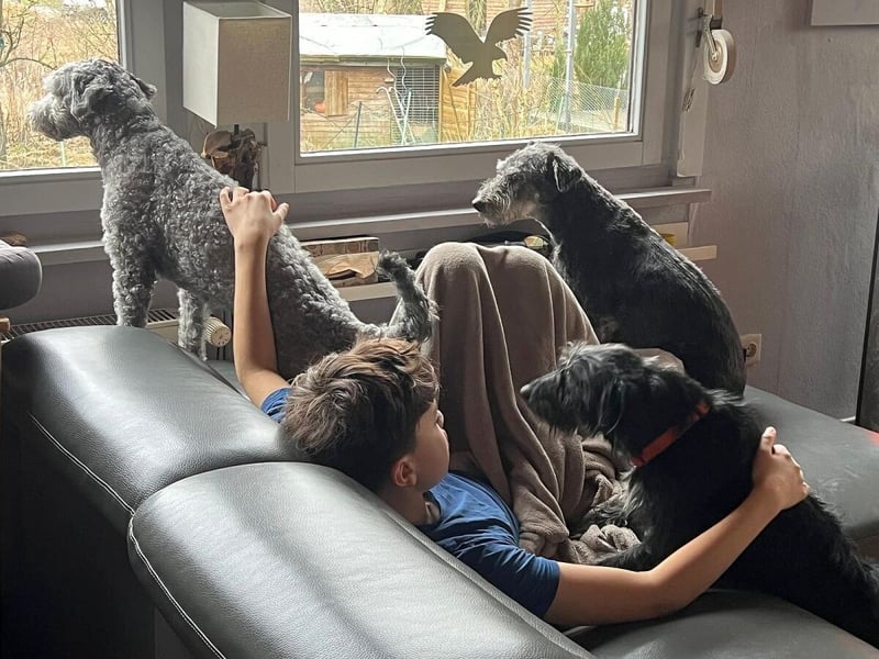 Bonus der Anhängliche (auf Pflegestelle in Schleswig Holstein)