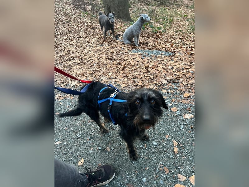 Bonus der Anhängliche (auf Pflegestelle in Schleswig Holstein)