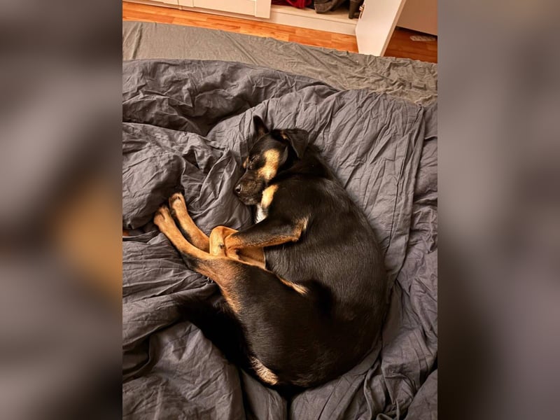 Ophelia sucht ein neues Zuhause! (Aufenthalt in Schleswig Holstein)