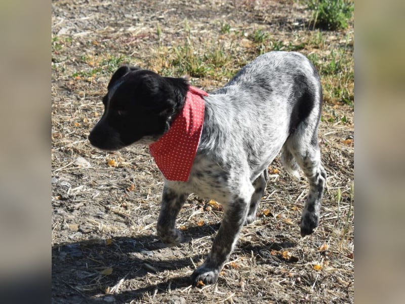 Cuki - zauberhaftes Hundemädel