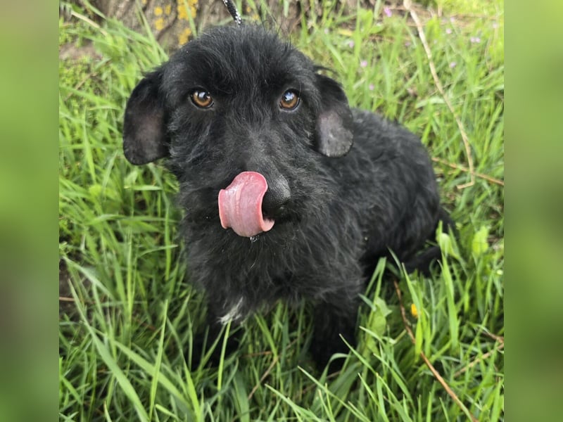 Noel sucht sein Glück