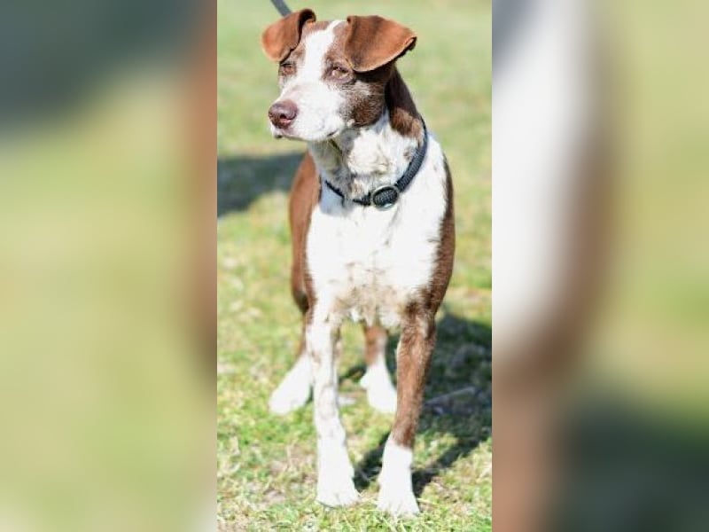 Tilda - liebenswerte Seniorin