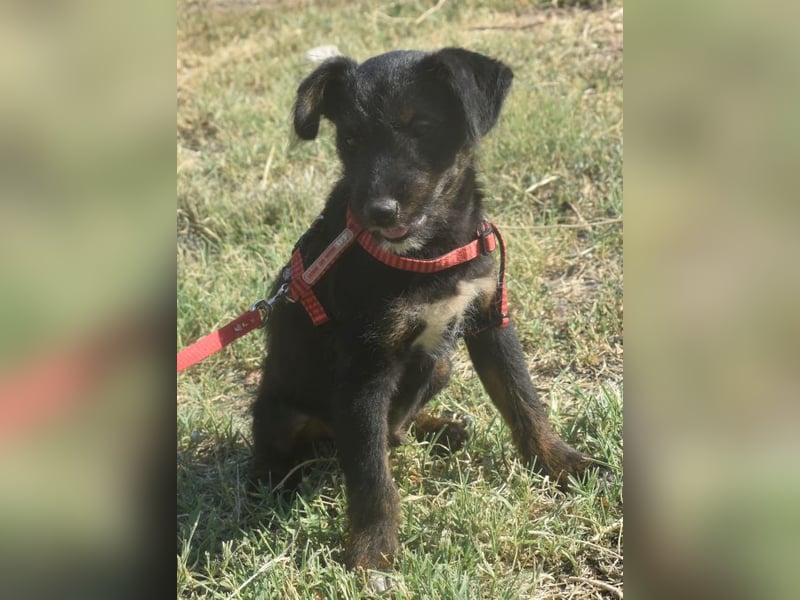 Sid - auf ICE AGE Spuren (Pflegestelle in Süderbrarup)