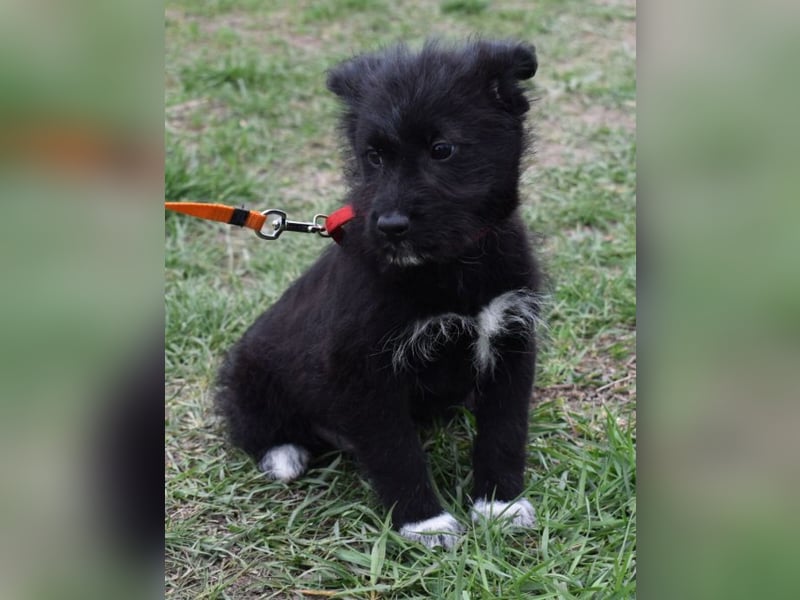 Dorie vom Welpenquartett