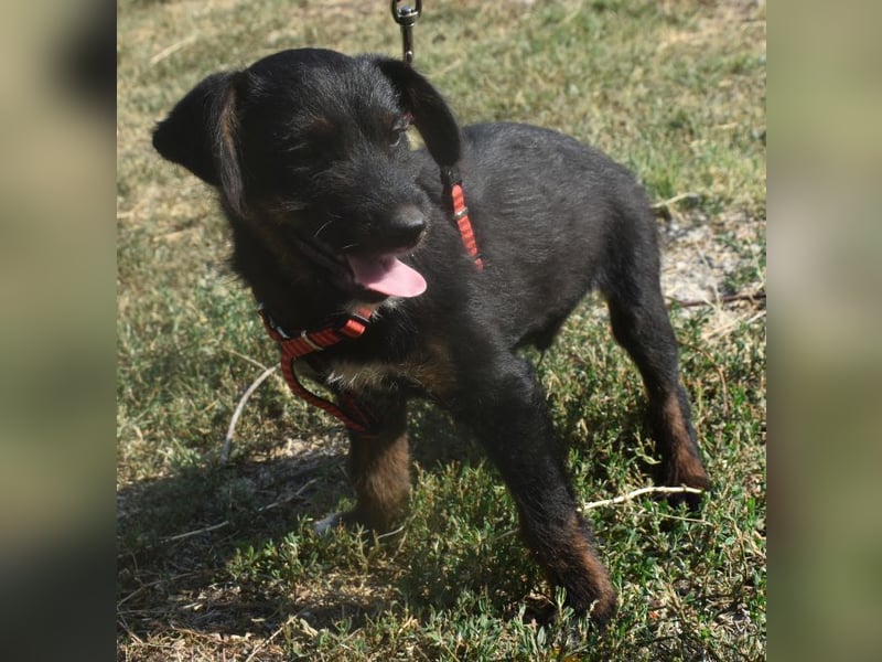 Sid - auf ICE AGE Spuren (Pflegestelle in Süderbrarup)