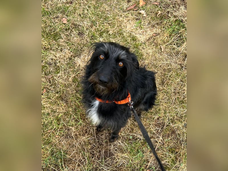 Bonus der Anhängliche (auf Pflegestelle in Schleswig Holstein)