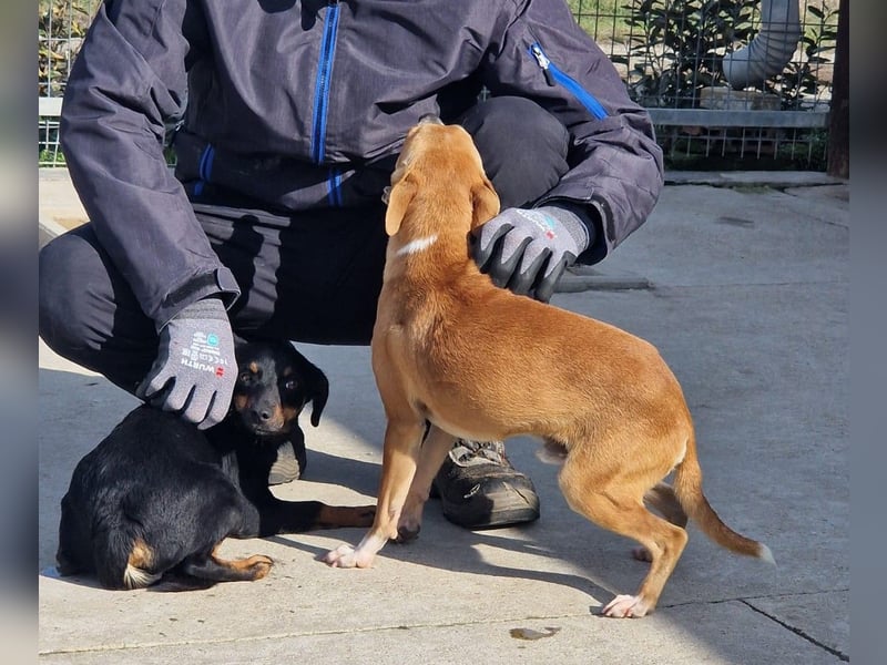 Claude oder Bonnie und Clyde