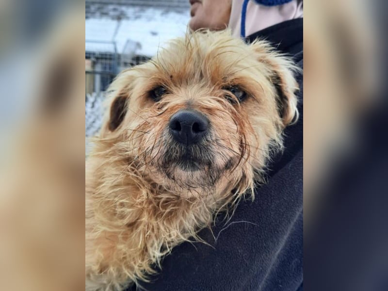 Dusi - kleiner Hund mit Charakter  (Aufenthalt in Schleswig Holstein)