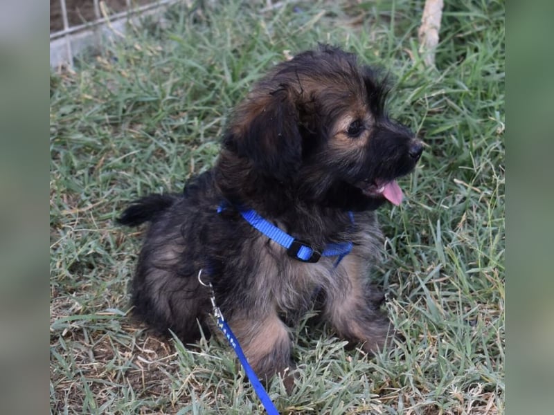 Flynn sucht liebevolles Zuhause