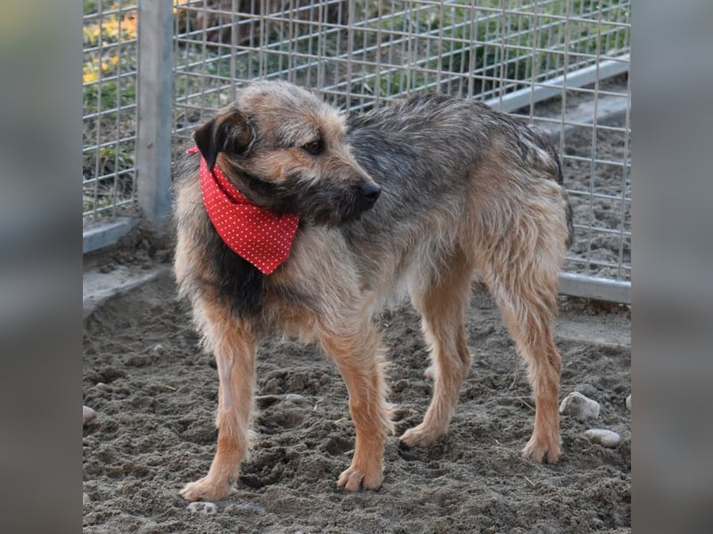 Cilla - Überlebenskünstlerin