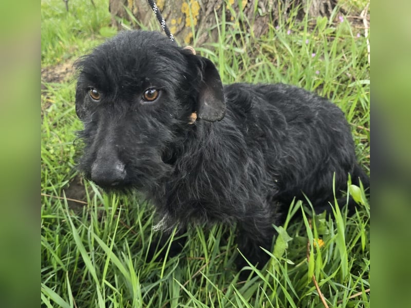 Noel sucht sein Glück