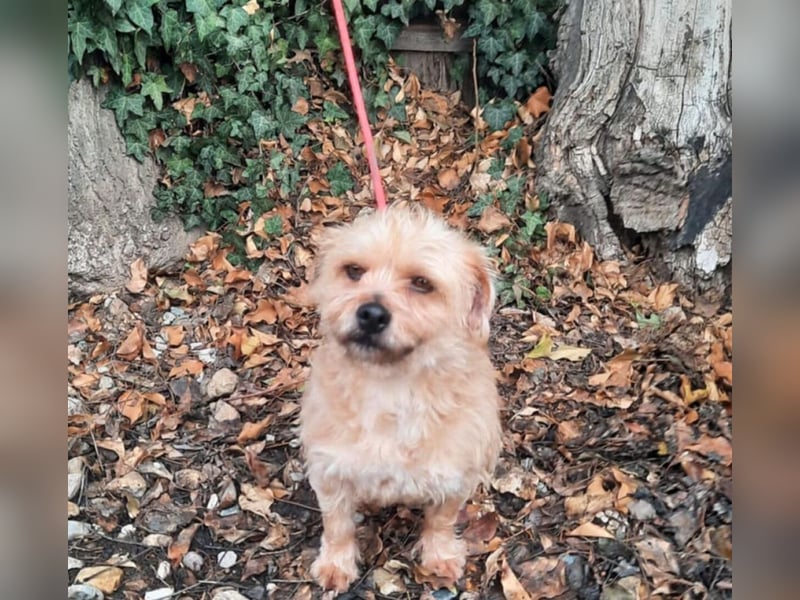 Dusi - kleiner Hund mit Charakter  (Aufenthalt in Schleswig Holstein)