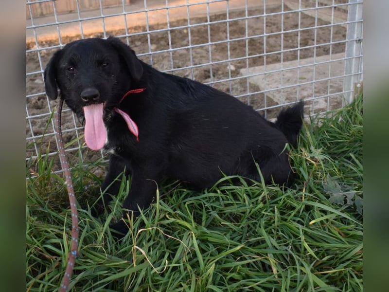 Sylvester - lieber Hundejunge