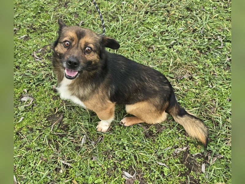 Marcello - Traumhund sucht Zuhause