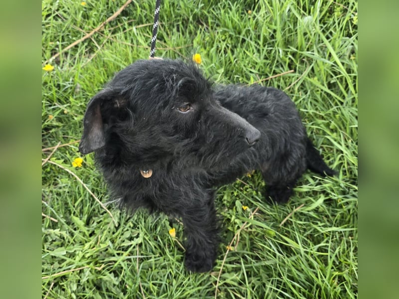 Noel sucht sein Glück