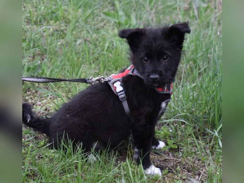 Donut vom Welpen Quartett