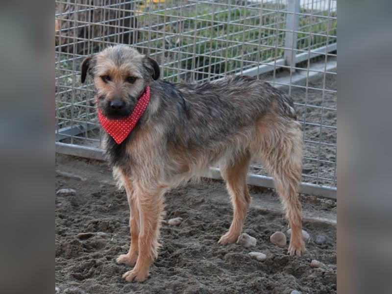 Cilla - Überlebenskünstlerin