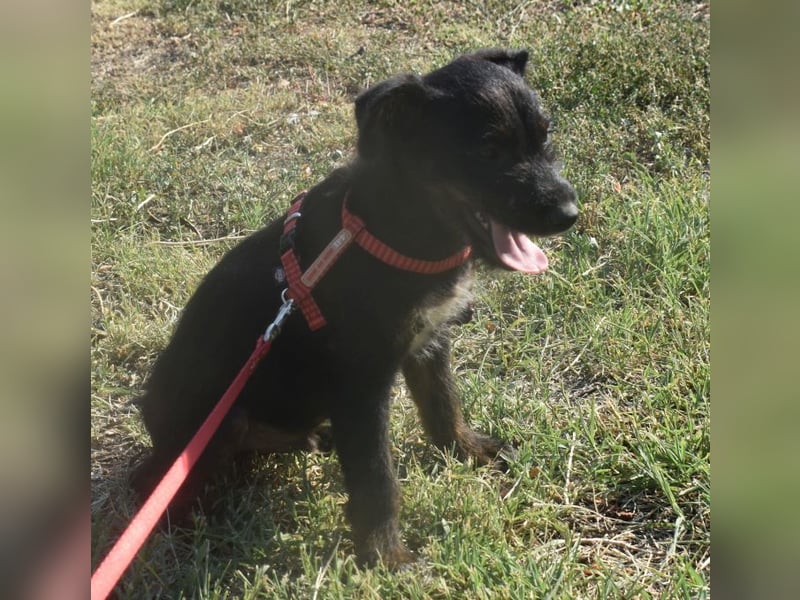 Sid - auf ICE AGE Spuren (Pflegestelle in Süderbrarup)