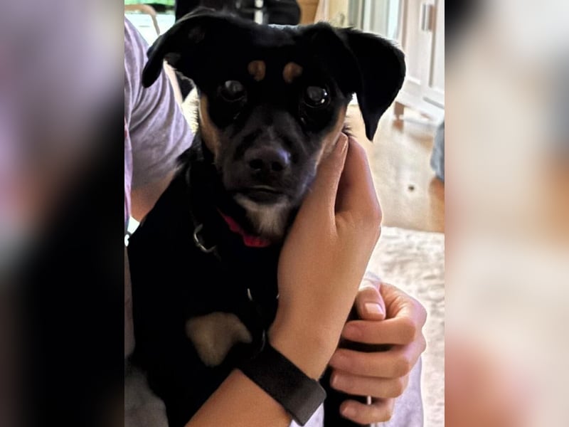 Ophelia sucht ein neues Zuhause! (Aufenthalt in Schleswig Holstein)