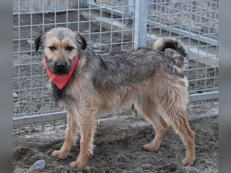 Cilla - Überlebenskünstlerin