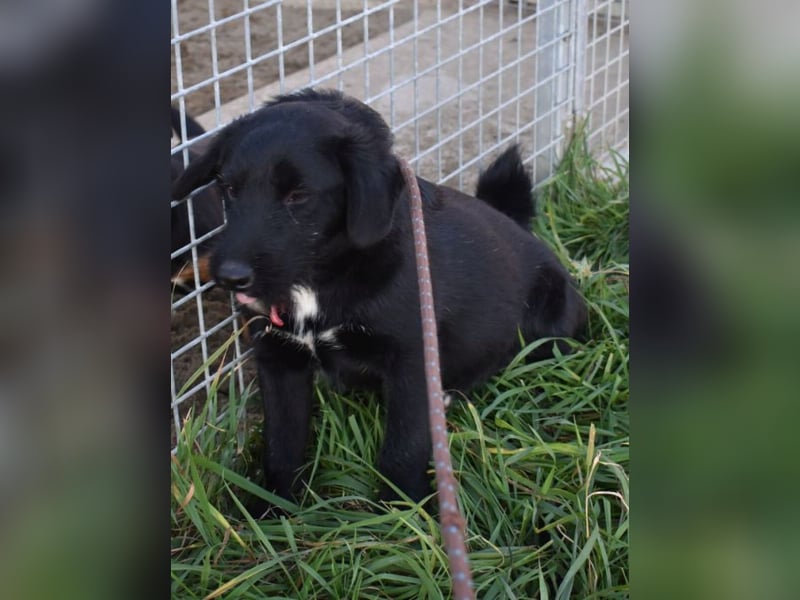 Sylvester - lieber Hundejunge
