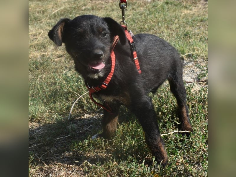 Sid - auf ICE AGE Spuren (Pflegestelle in Süderbrarup)