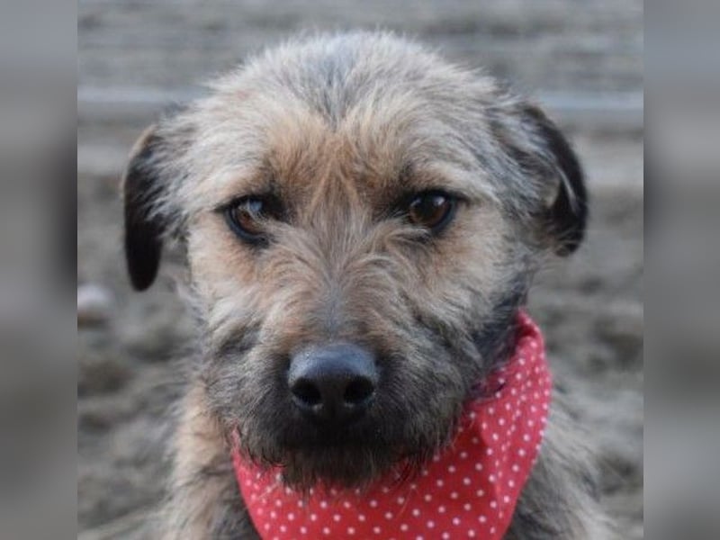 Cilla - Überlebenskünstlerin