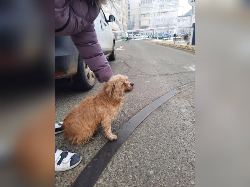 Dusi - kleiner Hund mit Charakter  (Aufenthalt in Schleswig Holstein)