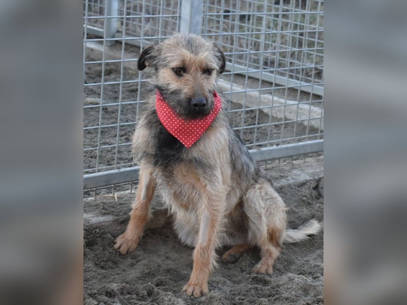 Cilla - Überlebenskünstlerin