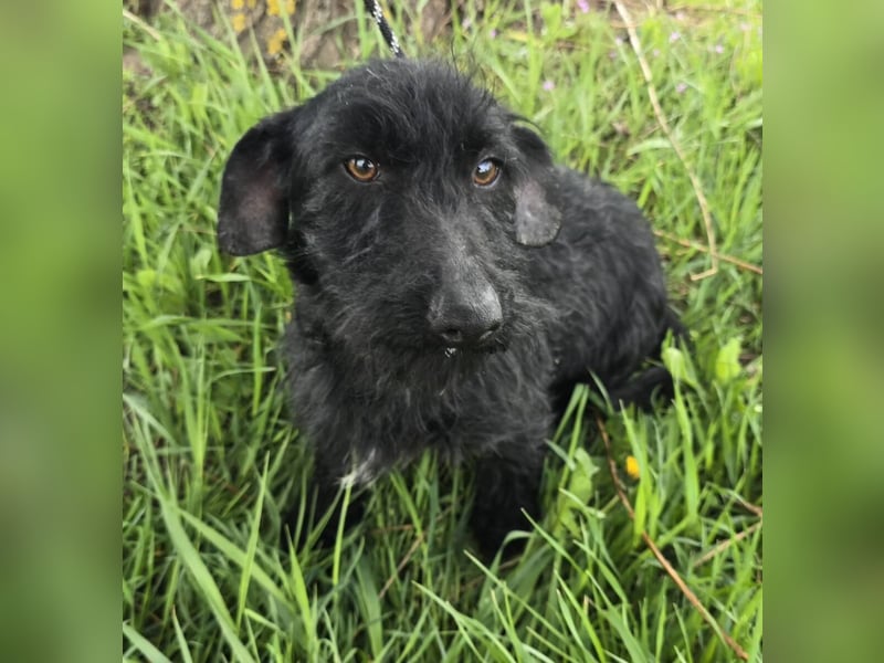 Noel sucht sein Glück