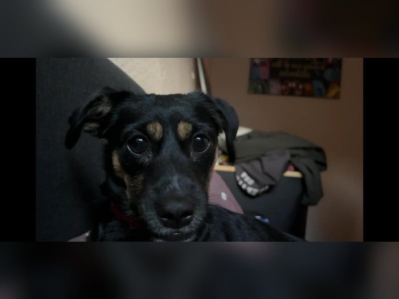 Ophelia sucht ein neues Zuhause! (Aufenthalt in Schleswig Holstein)