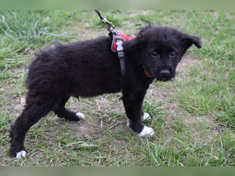 Donut vom Welpen Quartett