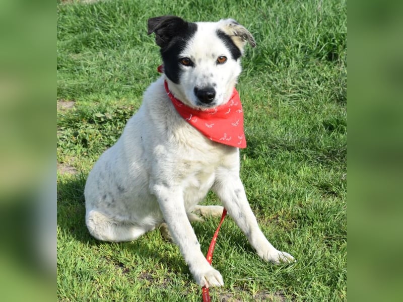 Liv - Schatz auf 4 Pfoten